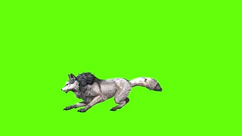 Snowy Wolf jump attack  green screen animation 3D rendering Stock Footage 296960403