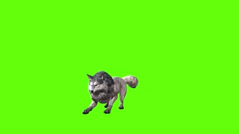 Snowy Wolf jump attack green screen animation 3D rendering Stock Footage 296960413