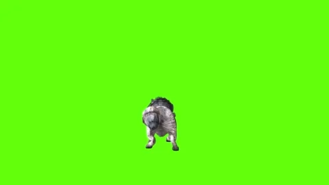 Snowy Wolf jump attack  green screen animation 3D rendering Stock Footage 296960415