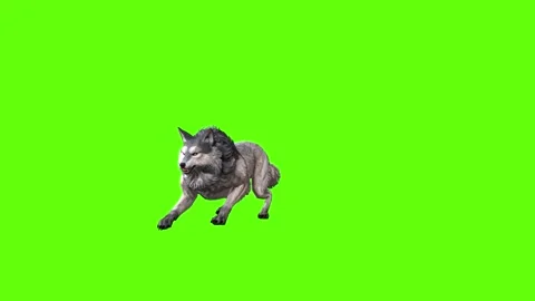 Snowy Wolf jump back forward  green screen animation 3D rendering Stock Footage 296960093