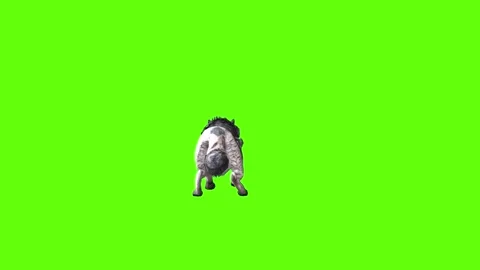 Snowy Wolf jump back forward green screen animation 3D rendering Stock Footage 296960918