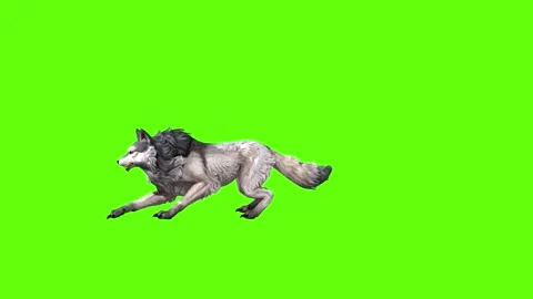 Snowy Wolf jump back forward green screen animation 3D rendering Stock Footage 296960937