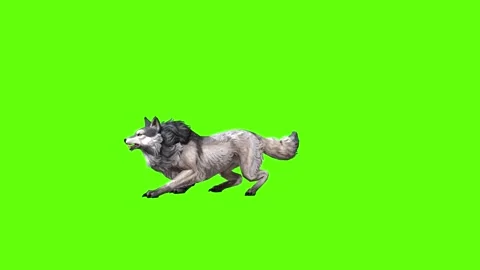 Snowy Wolf jump forward  green screen animation 3D rendering Stock Footage 296960942