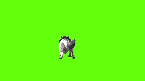 Snowy Wolf jump forward  green screen animation 3D rendering Stock Footage 296960986