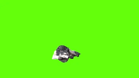 Snowy Wolf lay down green screen animation 3D rendering Stock Footage 296960952
