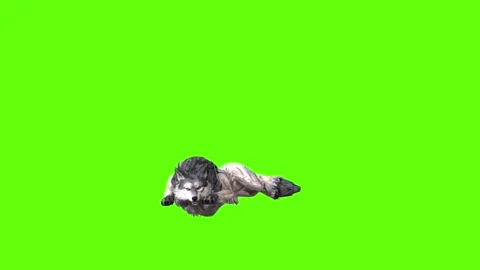Snowy Wolf lay down  green screen animation 3D rendering Stock Footage 296960953
