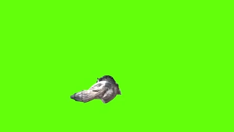 Snowy Wolf lay down green screen animation 3D rendering Stock Footage 296960972