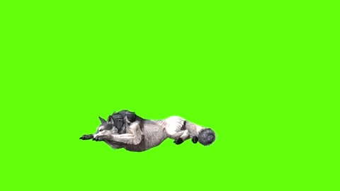 Snowy Wolf lay down  green screen animation 3D rendering Stock Footage 296960996