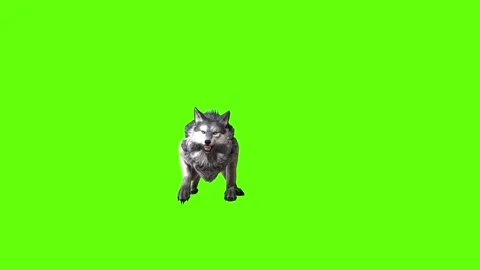 Snowy Wolf roar  green screen animation 3D rendering Stock Footage 296961009