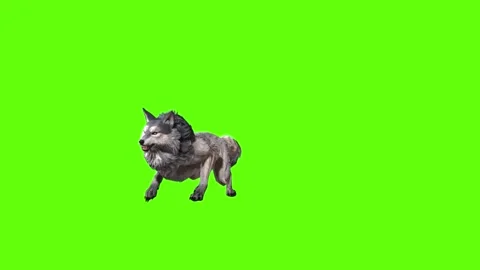 Snowy Wolf roar green screen animation 3D rendering Stock Footage 296961034
