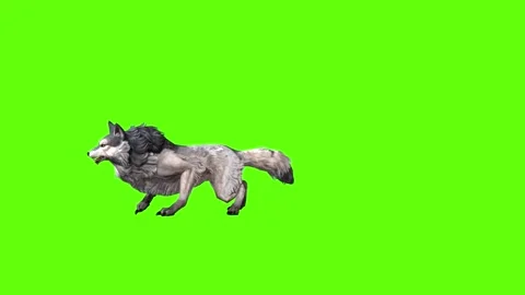 Snowy Wolf roar  green screen animation 3D rendering Stock Footage 296961053