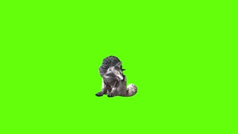 Snowy Wolf sit ear scratching  green screen animation 3D rendering Stock Footage 296960916