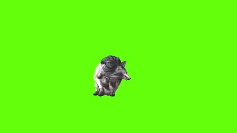 Snowy Wolf sit ear scratching  green screen animation 3D rendering Stock Footage 296961042