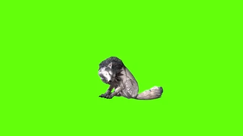Snowy Wolf sit ear scratching  green screen animation 3D rendering Stock Footage 296961159