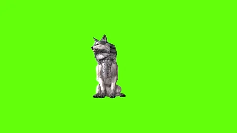 Snowy Wolf sit look around green screen animation 3D rendering Stock Footage 296961156