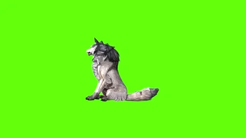 Snowy Wolf sit look around green screen animation 3D rendering Stock Footage 296961164