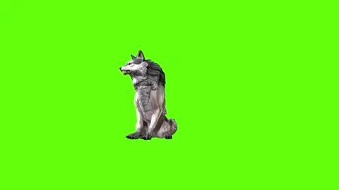 Snowy Wolf sit look around green screen animation 3D rendering Stock Footage 296961166