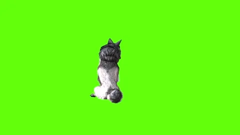 Snowy Wolf sit look around green screen animation 3D rendering Stock Footage 296961171