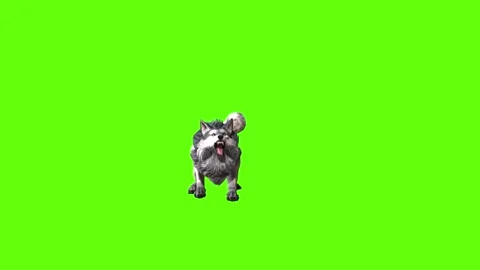Snowy Wolf sit roar green screen animation 3D rendering Stock Footage 296961178