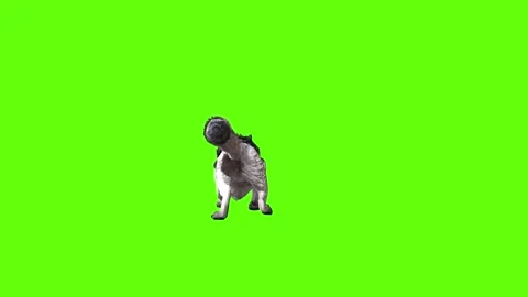 Snowy Wolf sit roar green screen animation 3D rendering Stock Footage 296961190