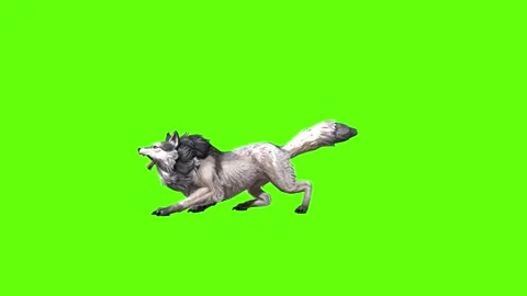 Snowy Wolf sit roar green screen animation 3D rendering Stock Footage 296961194