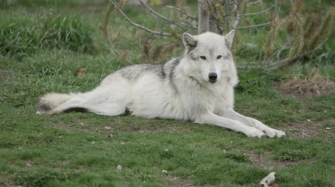 Snowy wolf sitting on the mountainside Stock Footage 60952515