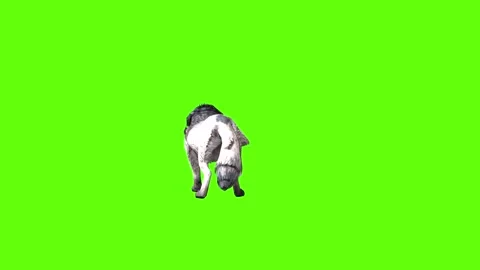 Snowy Wolf stand ear scratching green screen animation 3D rendering Stock Footage 296961141