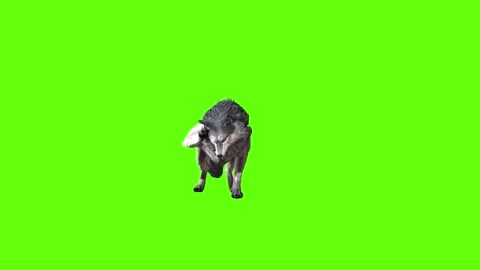 Snowy Wolf stand ear scratching green screen animation 3D rendering Stock Footage 296961182