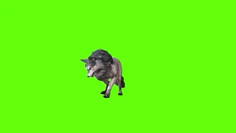 Snowy Wolf stand ear scratching green screen animation 3D rendering Stock Footage 296961200