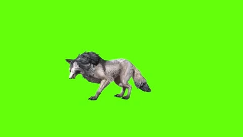 Snowy Wolf stand ear scratching green screen animation 3D rendering Stock Footage 296961203