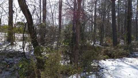Snowy woods 2017 Stock Footage 79603636
