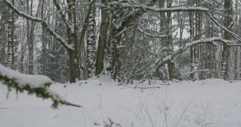 Snowy Woods Daytime Stock Footage 169678907