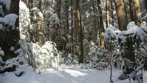 Snowy woods Stock Footage 10750777