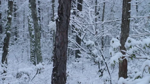 Snowy Woods Stock Footage 44560351