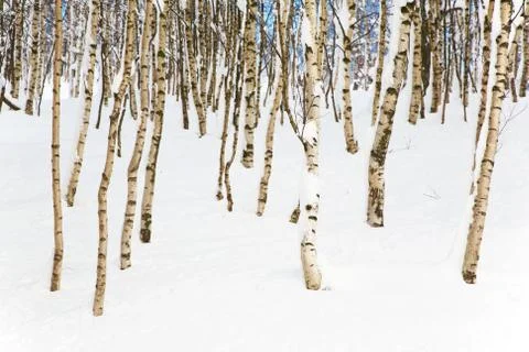 Snowy woods Stock Photos
