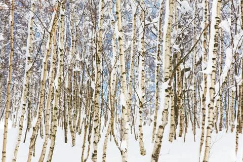 Snowy woods Stock Photos