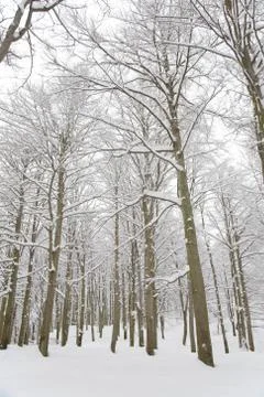 Snowy woods Stock Photos