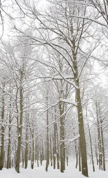 Snowy woods Stock Photos