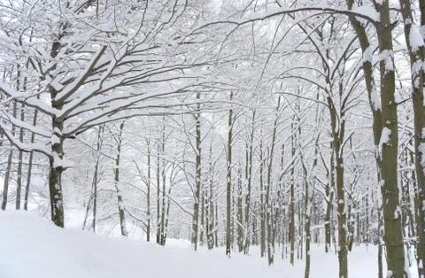 Snowy woods Stock Photos