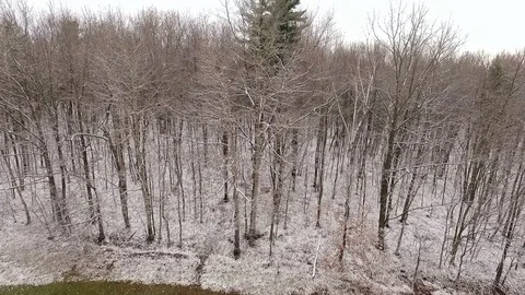 Snowy woods reveal Stock Footage