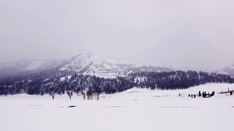 Snowy Yellowstone Landscape Stock-Footage 202053010