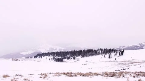Snowy Yellowstone Landscape Stock-Footage 202053087