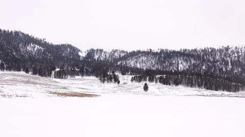 Snowy Yellowstone Landscape Stock-Footage 202053145