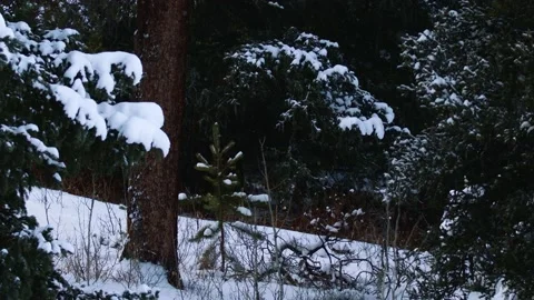 Snowy Yellowstone Landscape Stock-Footage 202056364