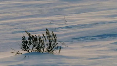 Snowy Yellowstone Landscape Stock-Footage 202057512