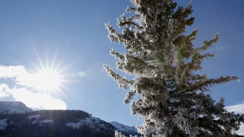 Snowy Yellowstone Landscape Stock-Footage 202059183