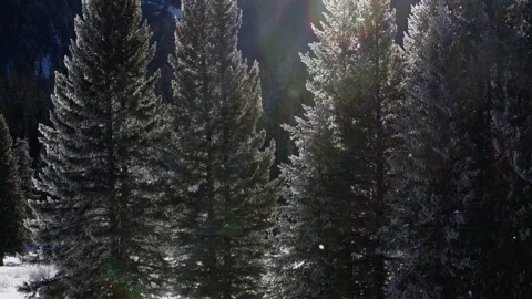Snowy Yellowstone Landscape Stock-Footage 202060042