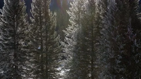Snowy Yellowstone Landscape Stock-Footage 202060046