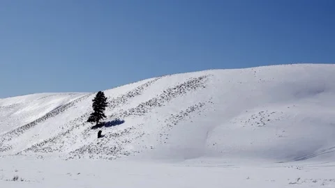 Snowy Yellowstone Landscape Stock-Footage 202063188