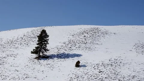 Snowy Yellowstone Landscape Stock-Footage 202063307